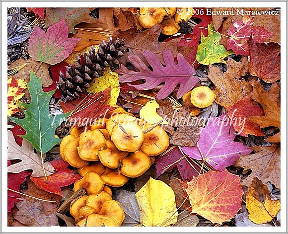 660109---A montage of fall colors 